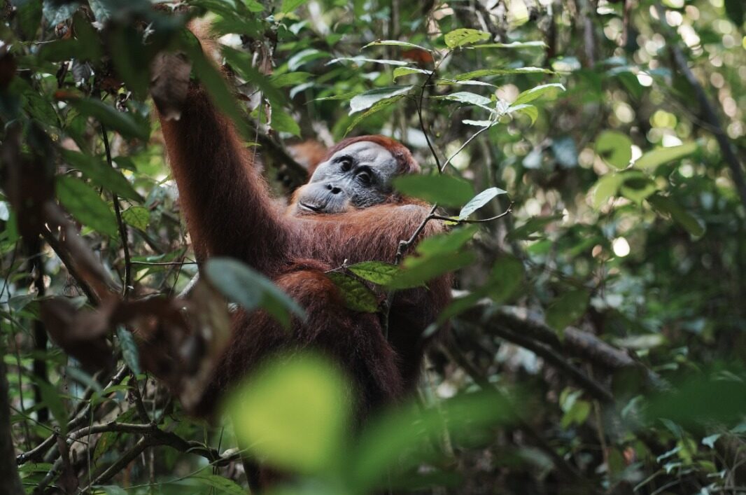 orang-outan-trek-jungle-sumatra2